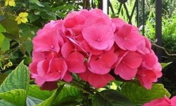 Blume