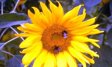 Blume